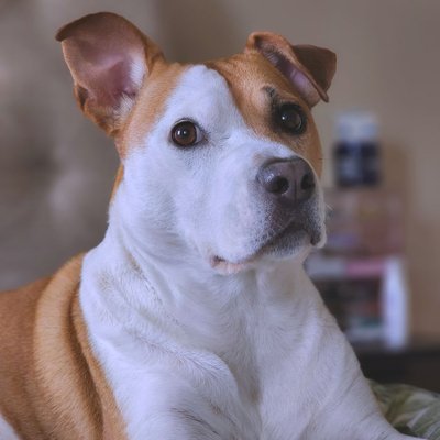 Staff, Amstaff, American Staff - Elevage, prix du chiot Staffordshire American