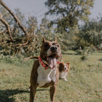 Staff, Amstaff, American Staff - Comment éduquer le bébé Staff ?