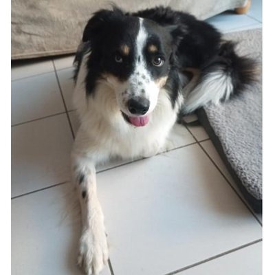 Border Collie - photo 1