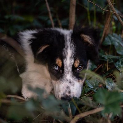 Border Collie - photo 2