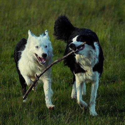 Border Collie - Condition de vie du Border Collie