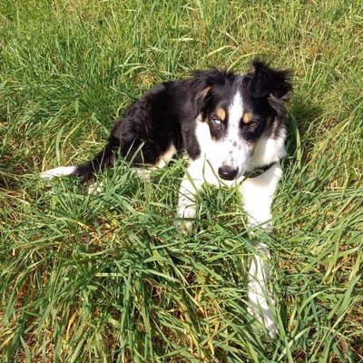Border Collie - photo 3