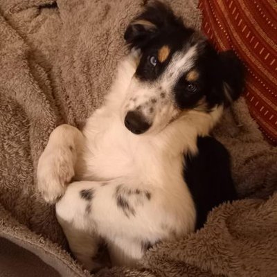 Border Collie - photo 4