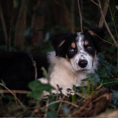 Border Collie - photo 5