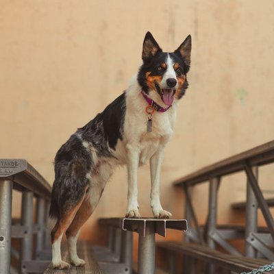 Border Collie