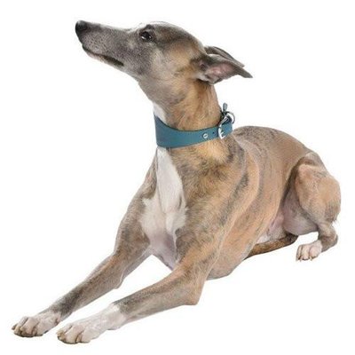 Whippet - photo 1