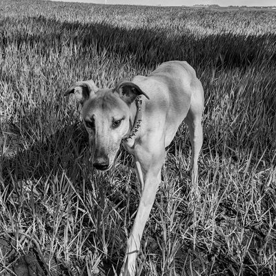 Whippet - Condition de vie du Whippet