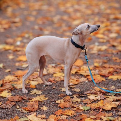 Whippet - Activité & Caractère du Whippet