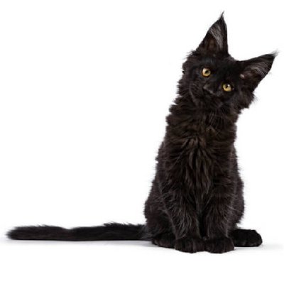 Maine coon - photo 1