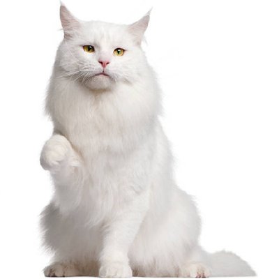 Maine coon - photo 3