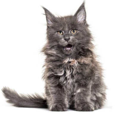 Maine coon - photo 2