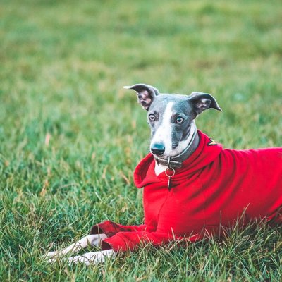Whippet