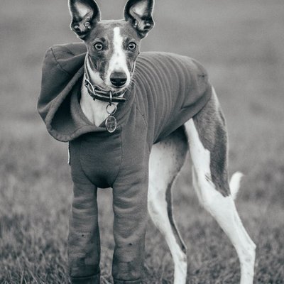 Whippet