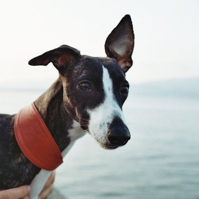 Whippet