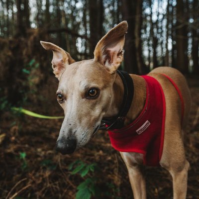 Whippet