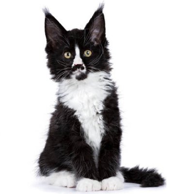 Maine coon - photo 7