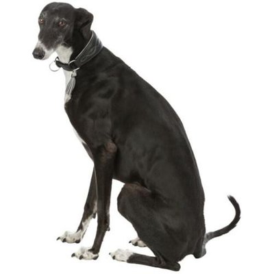 Whippet - photo 2