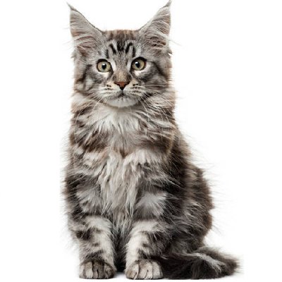 Maine coon - photo 4