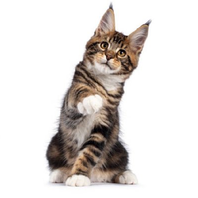 Maine coon - photo 5