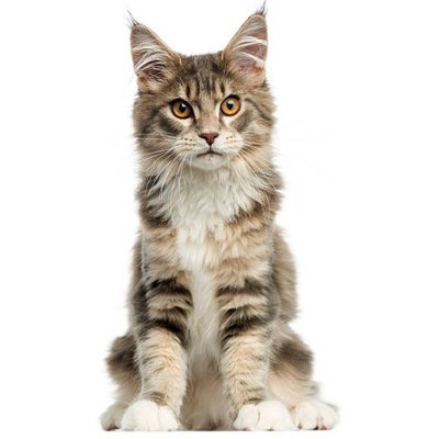 Maine coon - photo 6