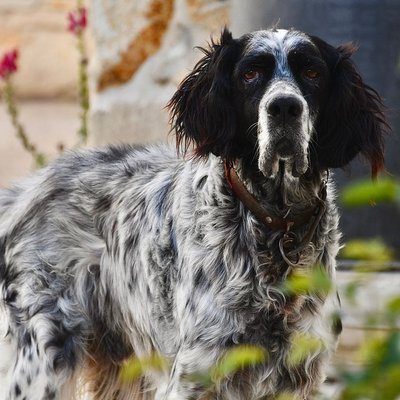 Setter Anglais - Condition de vie du Setter Anglais