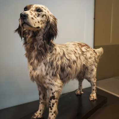 Setter Anglais - Activité & Caractère du Setter Anglais