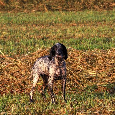 Setter Anglais