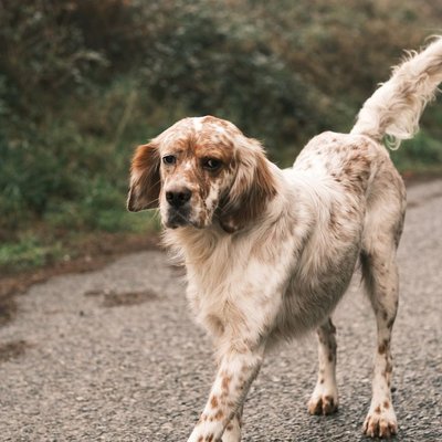 Setter Anglais