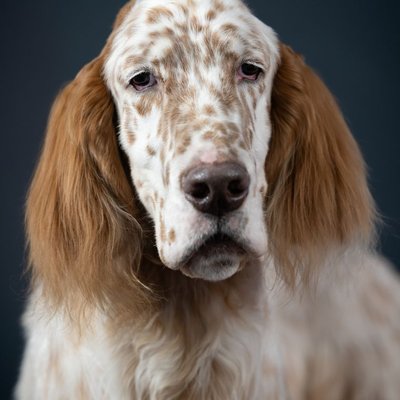 Setter Anglais - Quelle sera la couleur de votre Setter Anglais ?