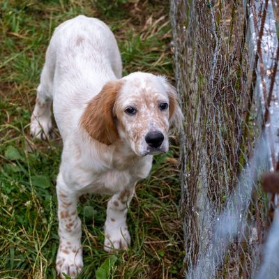 Setter Anglais