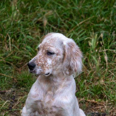 Setter Anglais