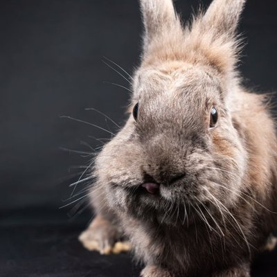 Lapin Nain - Qu'est-ce qu'un lapin nain ?