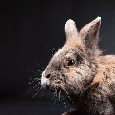Lapin Nain - Comportement et manipulation du lapin nain