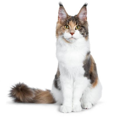 Maine coon - photo 8