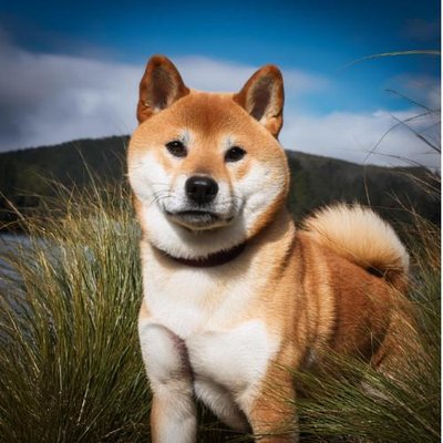 Shiba Inu - photo 1