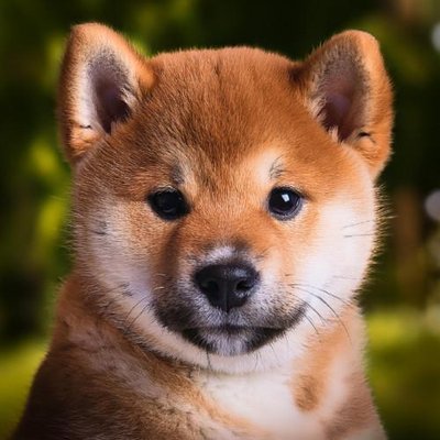 Shiba Inu - photo 6