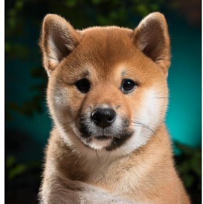 Shiba Inu - photo 7