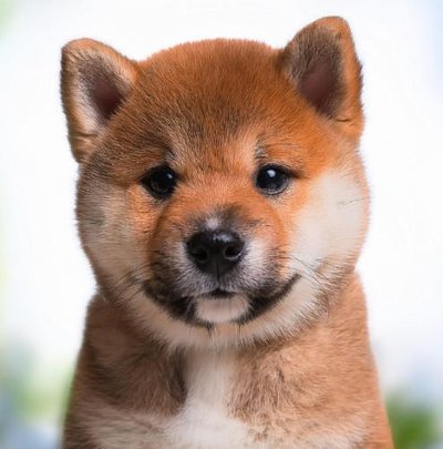 Shiba Inu - photo 10