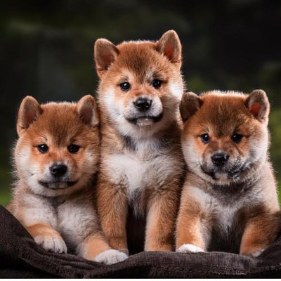 Shiba Inu - photo 11