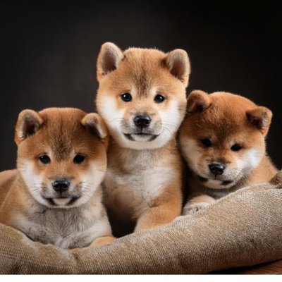 Shiba Inu - photo 12