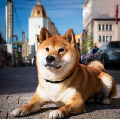 Shiba Inu - photo 13