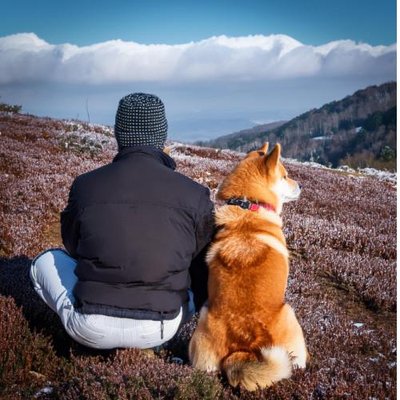 Shiba Inu - photo 16