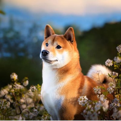 Shiba Inu - photo 18