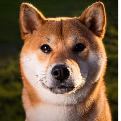 Shiba Inu - photo 19