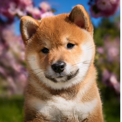 Shiba Inu - photo 20
