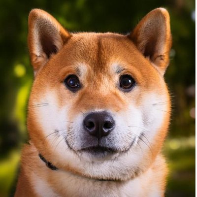 Shiba Inu - photo 21