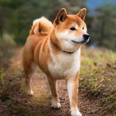 Shiba Inu - photo 2