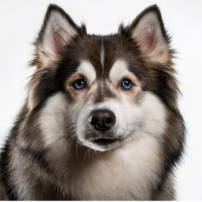 Pomsky - photo 1