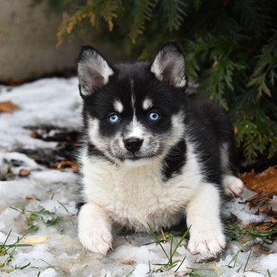 Pomsky