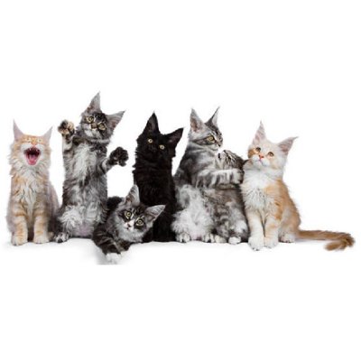 Maine coon - photo 9